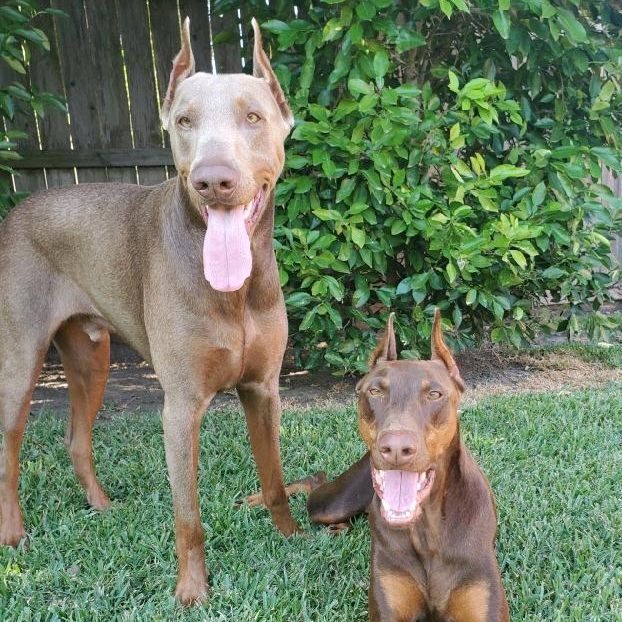 Profile Picture of Denali & Greyson the Dobermans (@brad.heckman84) on Tiktok
