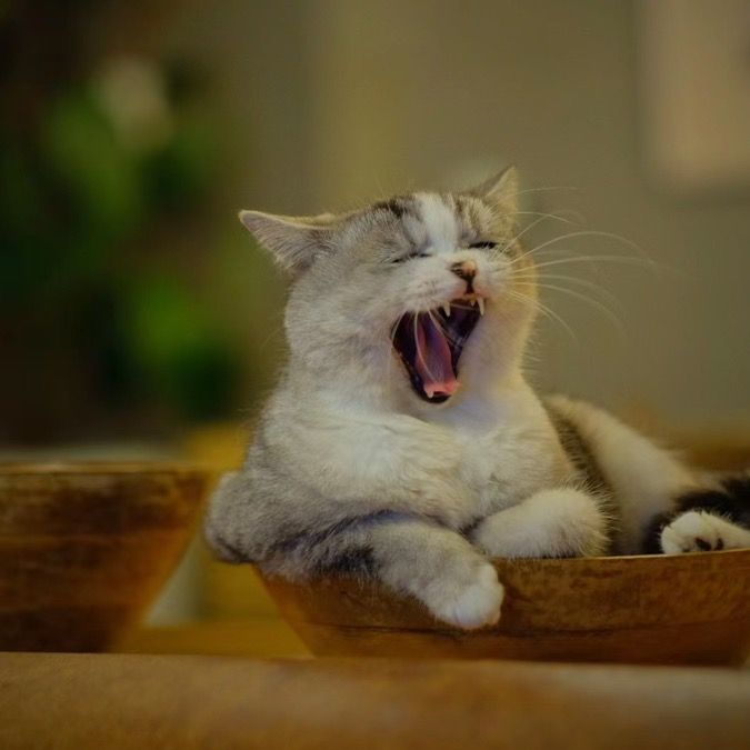 Profile Picture of Nekollection🐱 (@nekollecton) on Tiktok