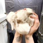 Profile Picture of Lisa.Rabbit.my.life (@ginger.and.lisa.my.life) on Instagram