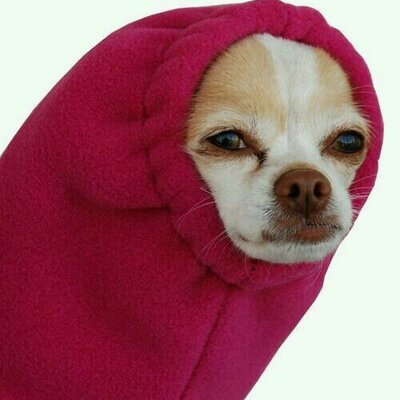 Profile Picture of El Perro McMuur (@MarcM155) on Twitter