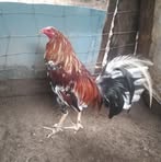 Profile Picture of Aarón Ramírez (@Aarón-Ramírez) on Facebook