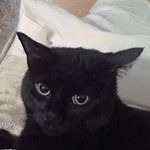 Profile Picture of Pamela Stevens (@slutpamela) on Instagram