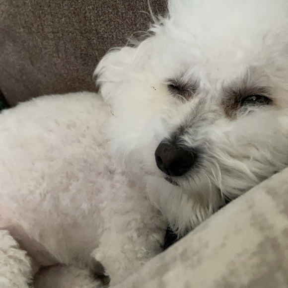 Profile Picture of Yesenia maria Kantrowitz (@ykantrowitz) on Poshmark