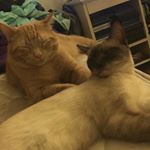 Profile Picture of Nelson and Ember (@nellie.n.embie) on Instagram