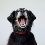 Profile Picture of 🐾Lucius Joe (@luciusthelord) on Instagram