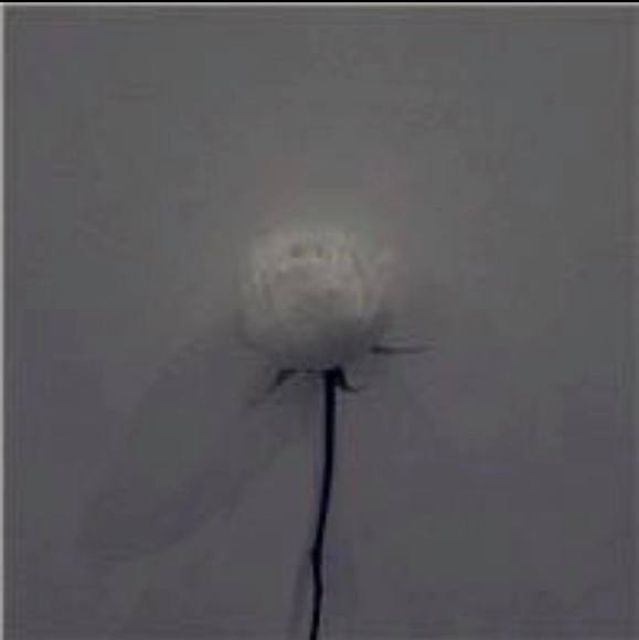 Profile Picture of Liu liu Yang (@liuliuyang11) on Poshmark