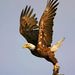 Profile Picture of Matthew Roybal (@gmoney7611) on Pinterest