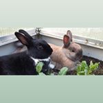 Profile Picture of Jamie Fischer (@balu.flecki.hopsi) on Instagram