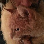 Profile Picture of Chad Grundy (@fakeporno) on Instagram