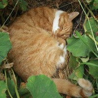 Profile Picture of Ruby Everson (@ruby-everson) on Quora