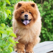 Profile Picture of Joshua Doss (@joshuadoss8980) on Youtube