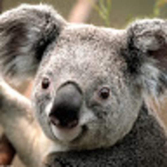 Profile Picture of Simon Wang (@simon_wang) on Poshmark