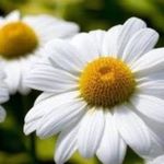 Profile Picture of Campos de Margaridas (@camposde.margaridas) on Instagram