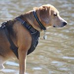 Profile Picture of Buddy Beagle Jones (@christophermchale2019) on Instagram