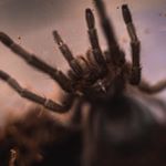 Profile Picture of Tarantulas 🕸🕷 (@crystal.fangs) on Instagram