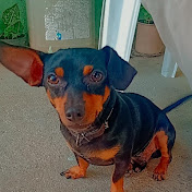 Profile Picture of Norma Matos (@normamatos3970) on Youtube