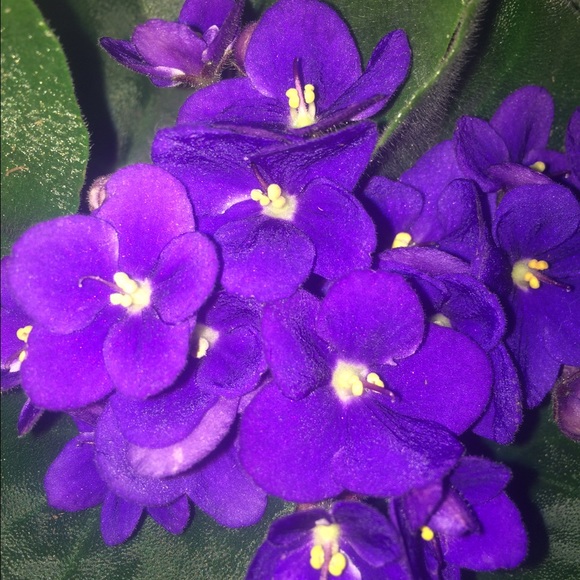 Profile Picture of Julia Cameron (@jcam2332) on Poshmark