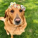 Profile Picture of Amber (@amber.golden.retriever_) on Instagram