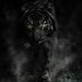 Profile Picture of Gray Cord (@cordgraygc) on Pinterest