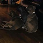 Profile Picture of Finn, Obie, And Luke Martin (@pit.gang17) on Instagram