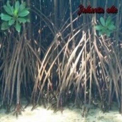 Samuel Frye - Twitter Profile Picture of Samuel Frye (@SamuelFrye5) on Twitter