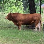 Profile Picture of Mark Parris (@parriscattlefarms) on Instagram