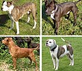 Profile Picture of Pit bull - Wikipedia, the free encyclopediaon Wikipedia