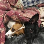 Profile Picture of Rex EE Wade (@rex_wade) on Instagram