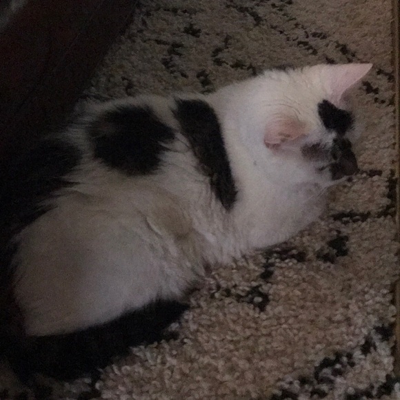 Profile Picture of Cindy Catagnus (@cindycatagnus) on Poshmark