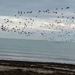 Profile Picture of Daniela DeDona (@dedonad) on Instagram