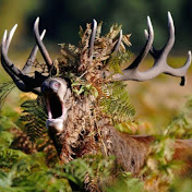 Profile Picture of Chris Hartshorn (@chrishartshorn6495) on Youtube