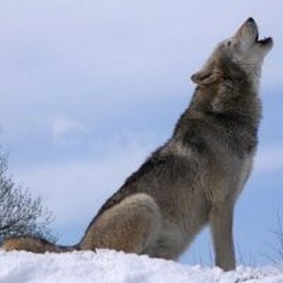 Profile Picture of Marcel Roberge (@greenmarcel) on Twitter