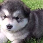 Profile Picture of Abraham Ruiz Mendivil (@abrahamleobardo) on Instagram