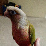 Profile Picture of Lucey and cindy (@lucey_the_conure) on Instagram