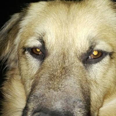 Profile Picture of Octavio Contreras (@akitohsan) on Twitter