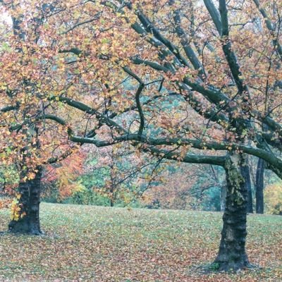 Profile Picture of Tweet The Bird Ben (@BennyRomero5) on Twitter