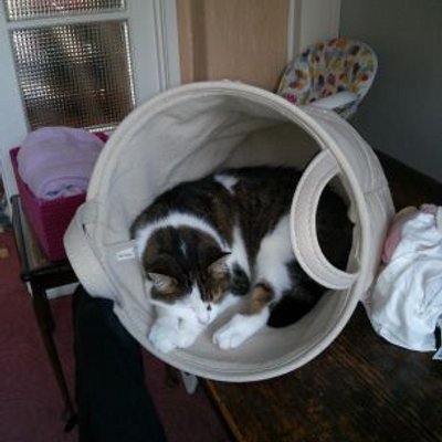 Profile Picture of Michael Airey (@kayfabemaster) on Twitter