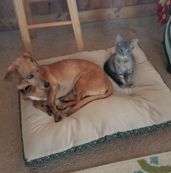 Profile Picture of Faith Piacente (@faithpiacente) on Poshmark