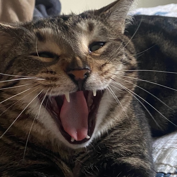 Profile Picture of Pamela Alvarez (@pamelaalvare534) on Poshmark