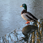 Profile Picture of Raymond Davis (@davis.raymond47) on Flickr