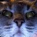 Profile Picture of Kurt Danielson (@danielson1369) on Pinterest