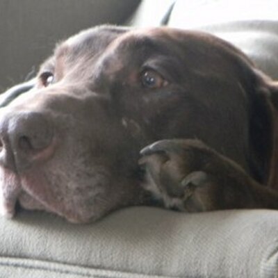 Profile Picture of Donald Bouchard (@donbouchard64) on Twitter