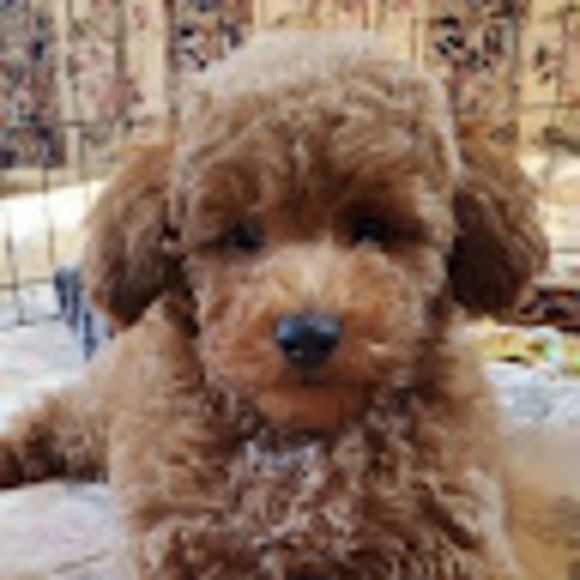 Profile Picture of Giselle Mata (@giselle_9876543) on Poshmark