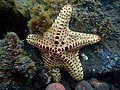 Profile Picture of Oreaster clavatuson Wikipedia