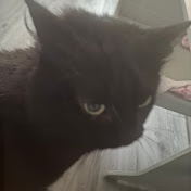 Shaun Thomson - Youtube Profile Picture of Shaun Thomson (@dbsgamer945) on Youtube