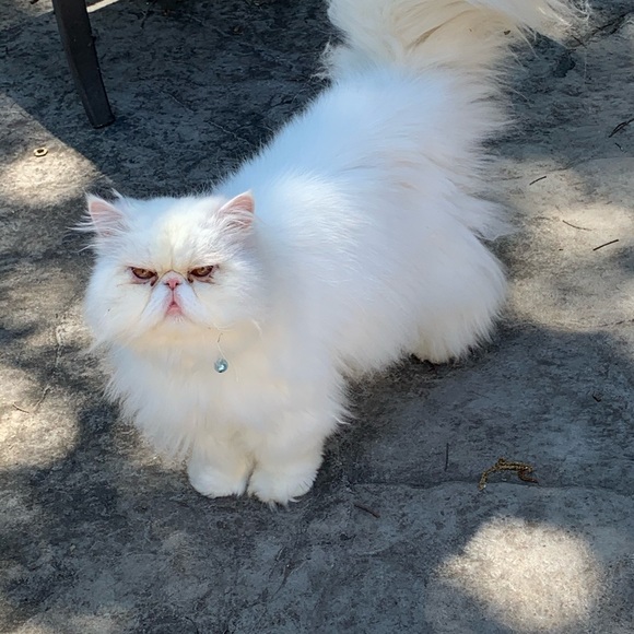 Profile Picture of Tracy Mcelhenie (@mcelhenie) on Poshmark