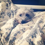 Profile Picture of Chloe Ewing (@chloeewwwing) on Instagram