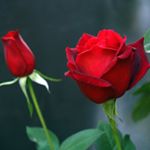 Profile Picture of James Travis (@james_travis_lola) on Instagram