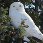 Profile Picture of Debbie Renaud (@debbierenaud64) on Instagram