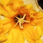 Profile Picture of Thomas Krenn (@krennzilla) on Instagram